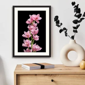 Close Up Orchid Flower